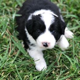 Dalia - Black and white female Border Collie puppy in Lake Montezuma, Arizona from Jens Border Collies