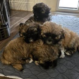Shih Tzus from CC's Happy Shitz