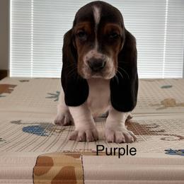 Crispito - Black brown and white male Basset Hound puppy in Logan, Utah from Cache Valley Bassets