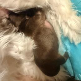 Shih Tzu Puppies from Wood Foo Breeders