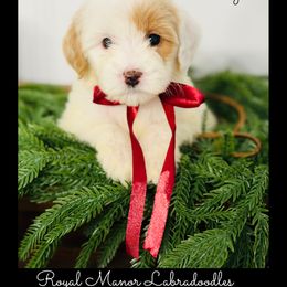 Girl 1 - Tri-color female Australian Labradoodle puppy in Florence, New Jersey from Royal Manor Labradoodles