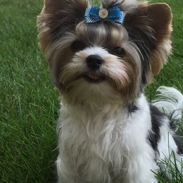 Biewer Terrier Puppies from Imperial BabyDoll Biewers