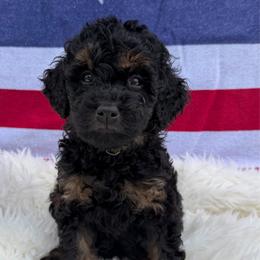 Gristle - Phantom male Goldendoodle puppy in Spokane, Washington from Goldendoodles on the Prairie