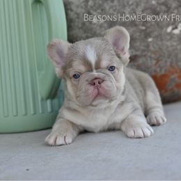 Queenie-Fluffy - Tricolors female French Bulldog puppy in Blue Ridge, Texas from Beason’s HomeGrown Frenchies