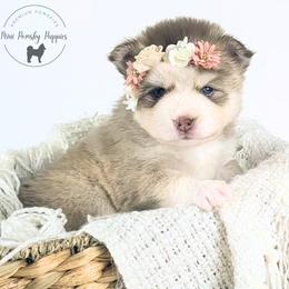 Crystal - Wolf sable female Pomsky puppy in Menahga, Minnesota from Mini Pomsky Puppies