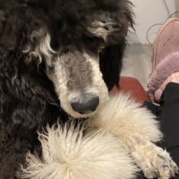 Aussiedoodles, Poodles, and Sheepadoodles from Moore Doodles and Poodles