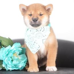 Naito - Red male Shiba Inu puppy in Neosho, Missouri from Sunny Terrace Shibas