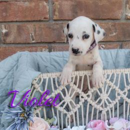 Violet - White and black female Dalmatian puppy in Mount Vernon, Missouri from Spots & Spirals