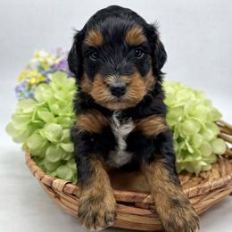 Wrigley - Phantom male Bernedoodle puppy in Thornville, Ohio from Four Front Doodles & Friends