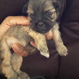 Brady - Chocolate and tan male Shih Tzu puppy in Florida from Shih tzus and Shorkies Galore