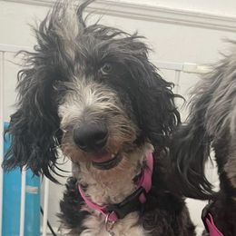 An - Parti female Goldendoodle puppy in Brooklyn, New York from Lyon and Luna Goldendoodles Bernedoodles