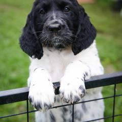 Large Münsterländer Puppies from EAGLES NEST KENNELS