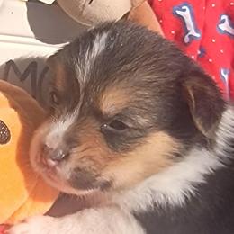 Redbone Bandana boy - Black and tan male Pembroke Welsh Corgi puppy in Cherokee, Oklahoma from MCS Farms-OK