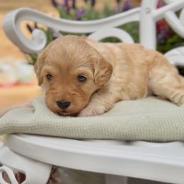 Daphne - Blenheim female Cavapoo puppy in Arlington, Texas from Van Haselen Poodles and Doodles