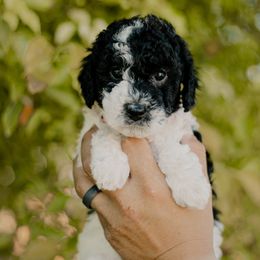 Frost - Black and white female Sheepadoodle puppy in Patterson, California from Dooling Doodles