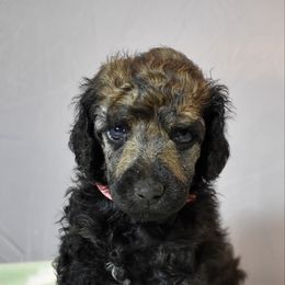 Jazz - Sable female Poodle puppy in Kirkville, New York from Mosswood