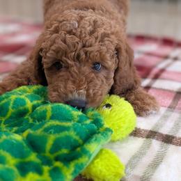 George - Red  male Poodle puppy in Rockvale, Tennessee from Robin's Nest Farm