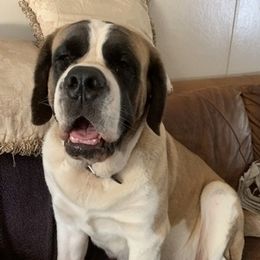 Bulldogs and Saint Bernards from Tiffany Foust's St. Bernards and Bulldogs