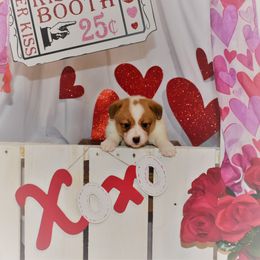 Girl 1 - Pembroke Welsh Corgi puppy in Gig Harbor, Washington from Pacific Northwest Pembroke Welsh Corgis