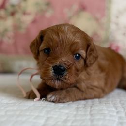 Anne - Red female Cavapoo puppy in Beckley, West Virginia from By Design Doodles