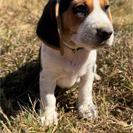 AKC Luca - Black tan and white male Beagle puppy in Rogersville, Missouri from Hales Little Beagle Haven