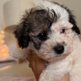 Charlie - Parti male Maltipoo puppy in Chattanooga, Tennessee from Joy-fur puppies