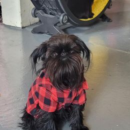 Brussels Griffon All Grown Up from Lavish Griffons