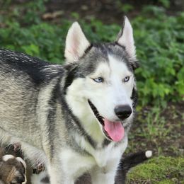 Luna - Siberian Husky