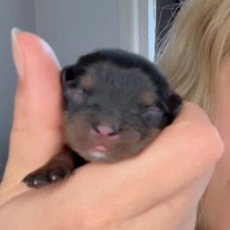 Puppy 1, Boy with white chin - Black and tan male Cavalier King Charles Spaniel puppy in South Carolina from Columbia Cavaliers