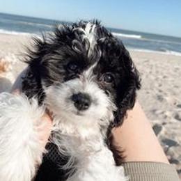 Cavapoo Puppies from Cumberland Cavapoos
