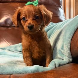 Sassy - Red  female Goldendoodle puppy in Centralia, Missouri from Oodles Of Doodles Mo.