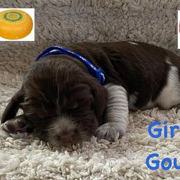 English Springer Spaniel Puppies from Picky’s Puppies