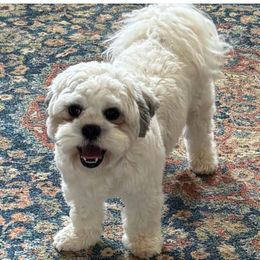 Shichons from Ted E Bear Ranch