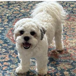 Shichons from Ted E Bear Ranch