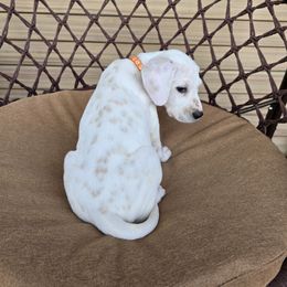 Pumpkin (Lemon Spotted) - White and lemon female Dalmatian puppy in Salem, Missouri from Paradise Spots Dalmatians