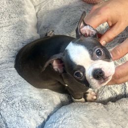 Girl 3 - Brindle and white female Boston Terrier puppy in Rosston, Arkansas from Green Acre Boston Terriers