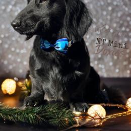 Angus - Dachshund