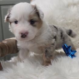 Indie- Blue Merle - Blue merle female Australian Shepherd puppy in Anthony, Florida from Out of the Blue Aussies
