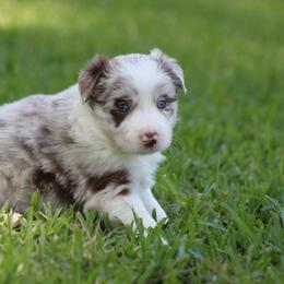 Red Merle male - Red merle male Border Collie puppy in Tylertown, Mississippi from Cool Meadow Farms
