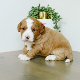 Jade - Red  female Goldendoodle puppy in Spanish Fork, Utah from K Brand Doodles