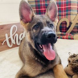 German Shepherd All Grown Up from Angel Oak German Shepherds