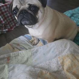 Fiddle - Fawn female Pug puppy in Keysville, Georgia from Rollee Pollee Pugs