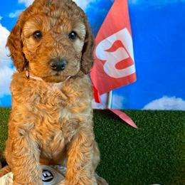 Callaway “Callie” - Red  female Goldendoodle puppy in Chelan, Washington from North Cascades Doodles