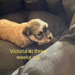 Victoria - Red sable female Havanese puppy in Hudson, New York from Havanese of Claverack and Hudson Valley Labradors