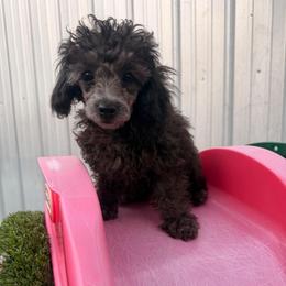 Tails - Black male Poodle puppy in Hasting, Florida from Fiesta Pups