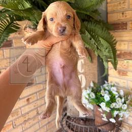 Ranger - CKC Registered :: Light Blue - Cream male Dachshund puppy in Erick, Oklahoma from 4-L Backyard Dach