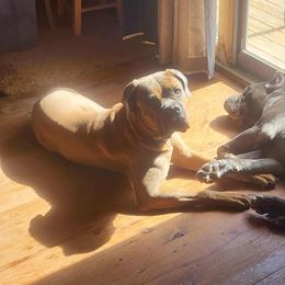 Girl 1 - Gray and fawn female Cane Corso puppy in Clarksburg, West Virginia from West By God Virginia Cane Corso