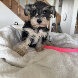 Pink puppy - Black and silver female Miniature Schnauzer puppy in Golden Ridge, Montana from Miniature Schnauzers