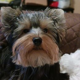 Lilo - Yorkshire Terrier