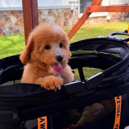 CHARLIE - Apricot male Maltipoo puppy in Sugar Land, Texas from Celebrity Maltipoos